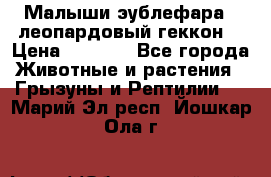 Малыши эублефара ( леопардовый геккон) › Цена ­ 1 500 - Все города Животные и растения » Грызуны и Рептилии   . Марий Эл респ.,Йошкар-Ола г.